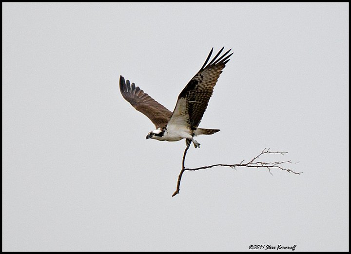 _1SB0254 osprey with branch.jpg